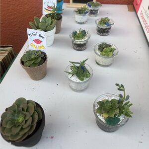 Mini Succulent Plants